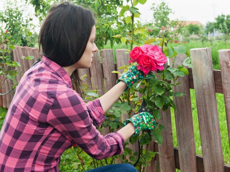 A woman with shoulder-length dark hair, dressed in a pink and purple checkered shirt, is outdoors in a garden setting during daytime. She is wearing colorful gardening gloves and is seen carefully pruning or tending to a vibrant pink rose flower on a bush. The garden features a well-maintained lawn in the foreground, a wooden fence with vertical slats behind her, and various green plants and young trees in the background, indicating an active gardening or landscaping scene. The environment suggests a neatly landscaped backyard or front garden, with natural sunlight illuminating the scene, and an overcast sky casting soft light on the lush foliage. This image exemplifies outdoor garden maintenance, which is a core service of Lawn Mowing Mottingham, with a focus on flower and shrub care within a residential outdoor space in Mottingham or nearby areas within the postcode district.